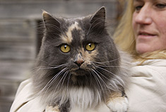 Katze